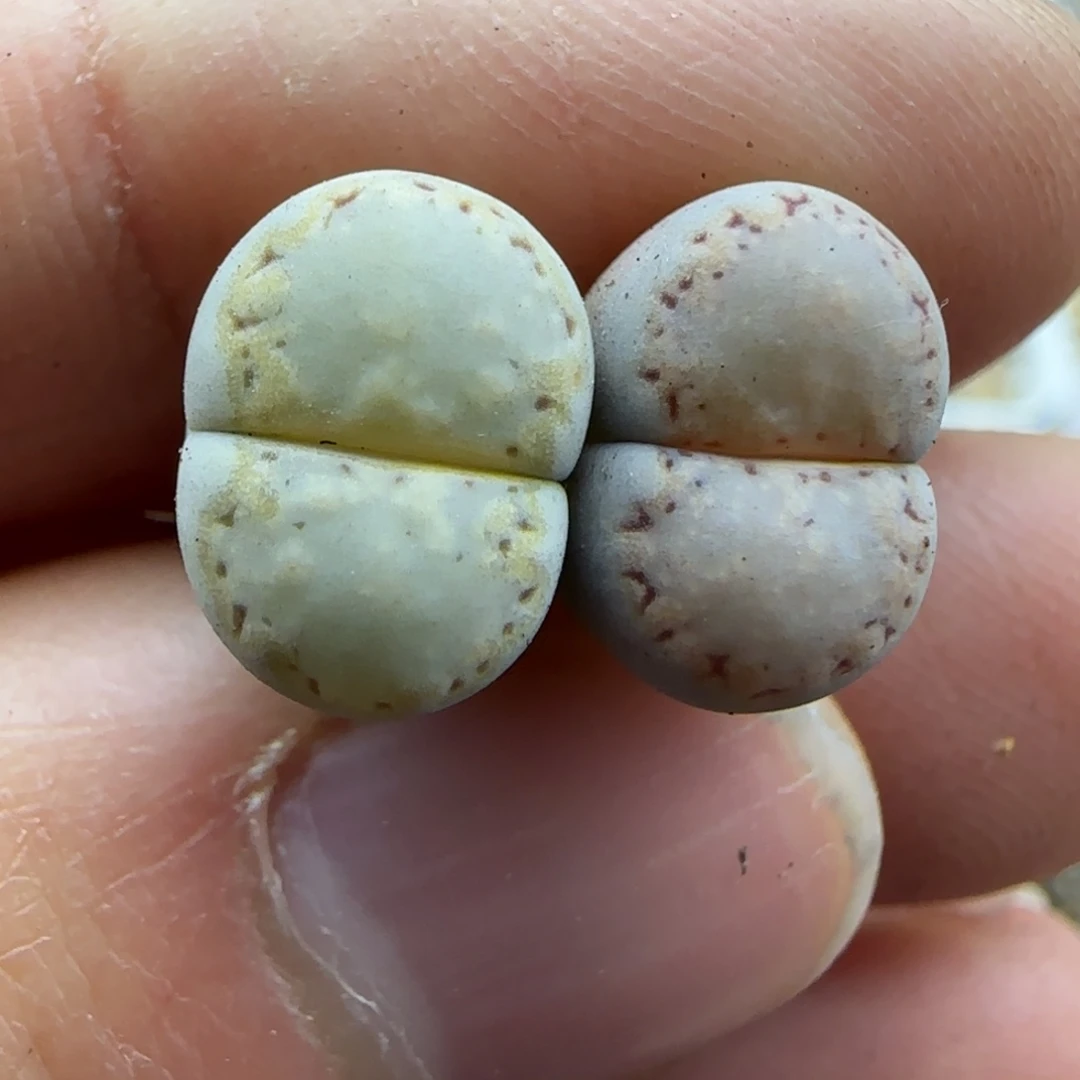 288 饼干清框福利30包邮