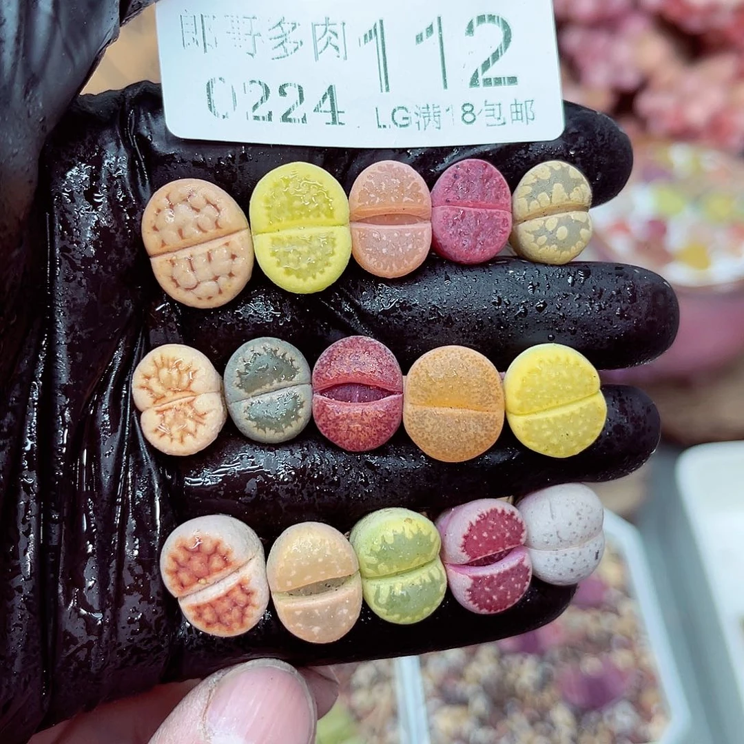 郎哥多肉生石花24-112