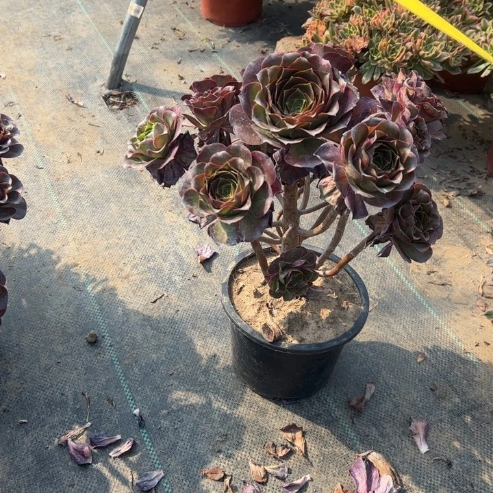 83魅金多肉多肉多肉