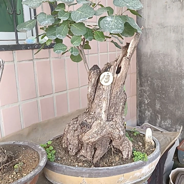 无花朵精品黄栌盆景