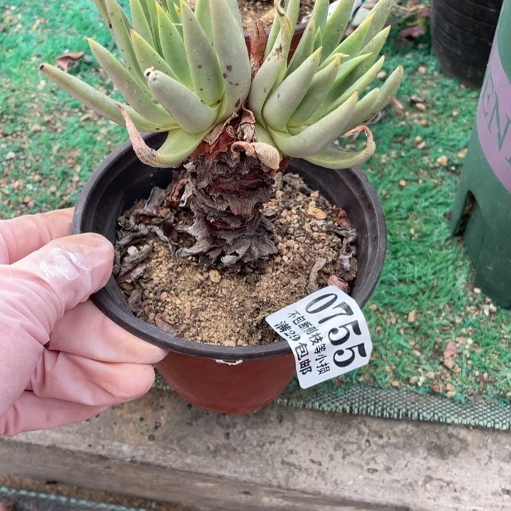 活***癫755号伊静思多肉植物