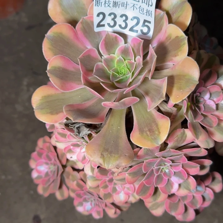 23325桃夭多肉植物