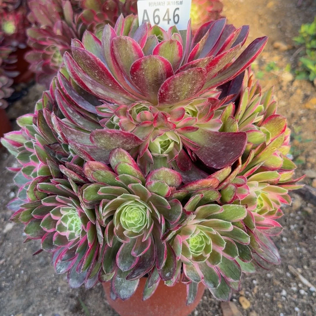 646孔雀翎。多肉植物