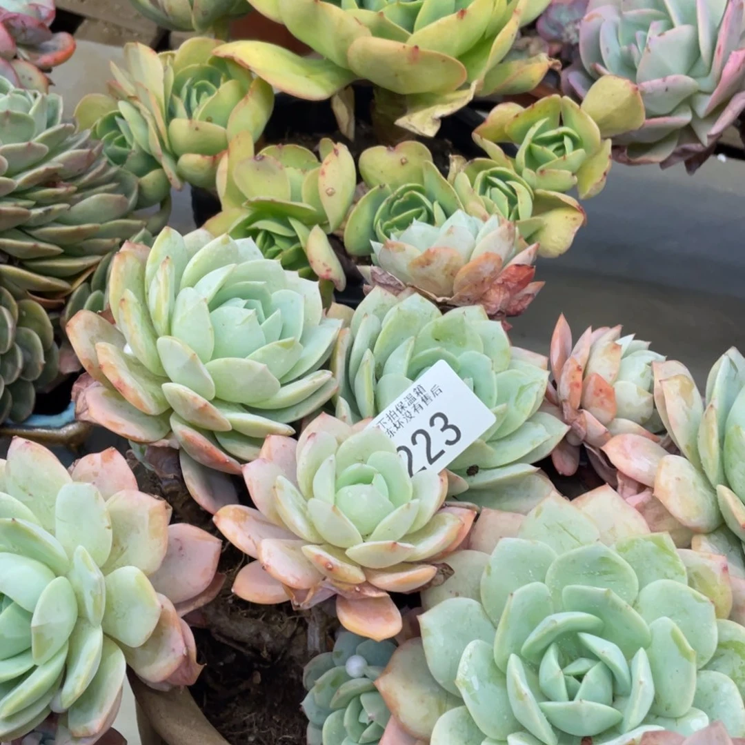 黑大帅多肉223恋曲