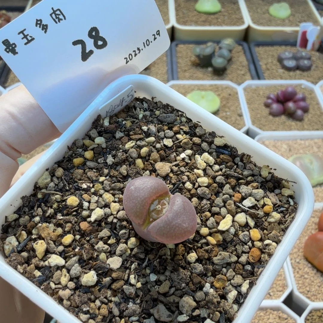 丁***加多肉多肉多肉10.29-028 白花1804.5