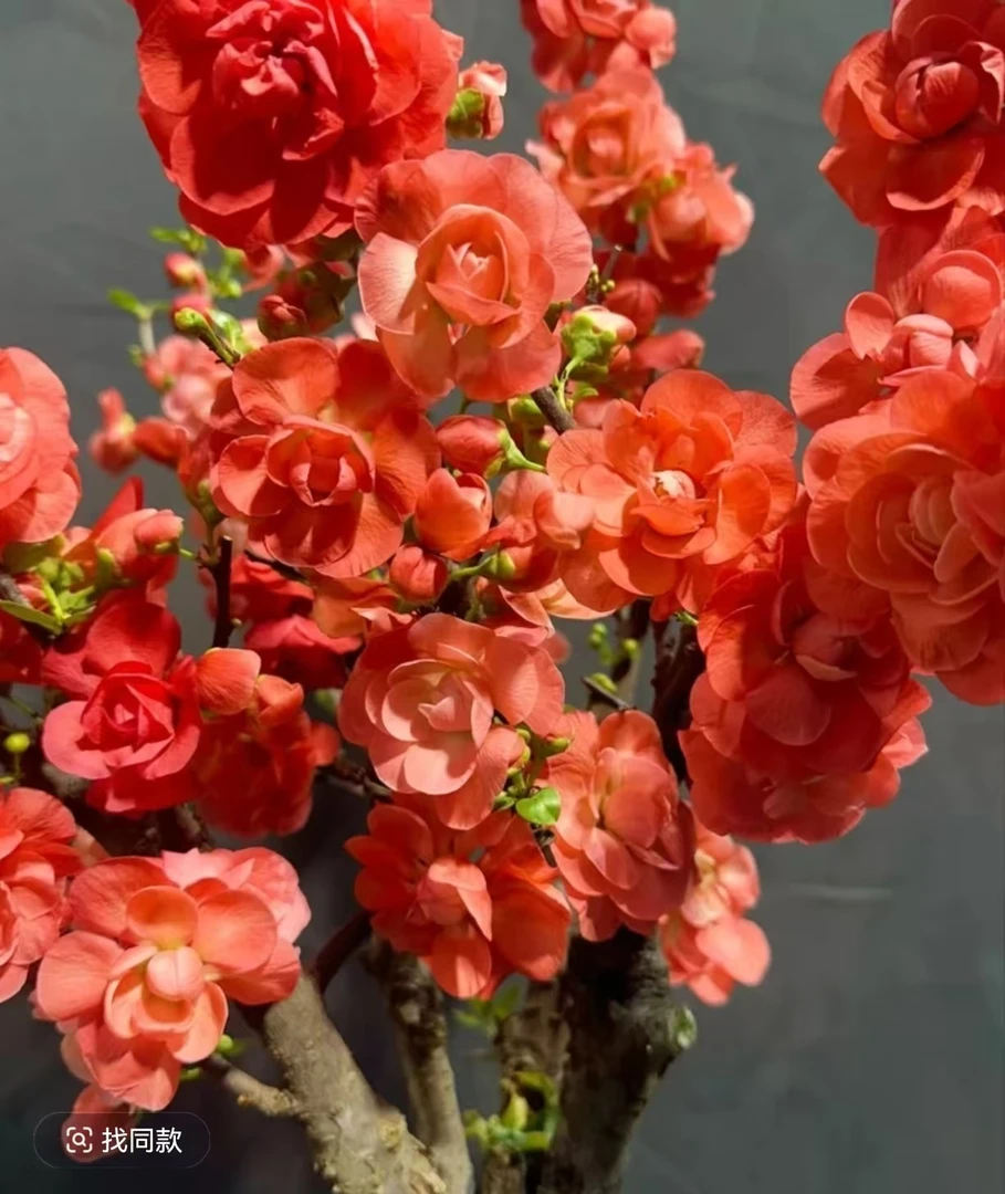 精品倾城之恋海棠盆栽高端花卉绿植阳台室内客厅