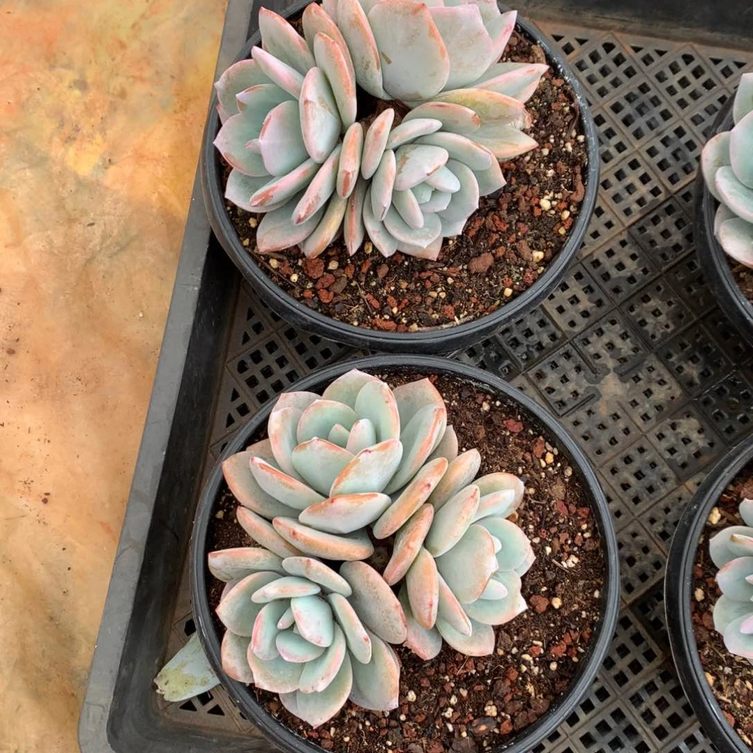 洛****狼红太狼000000000000