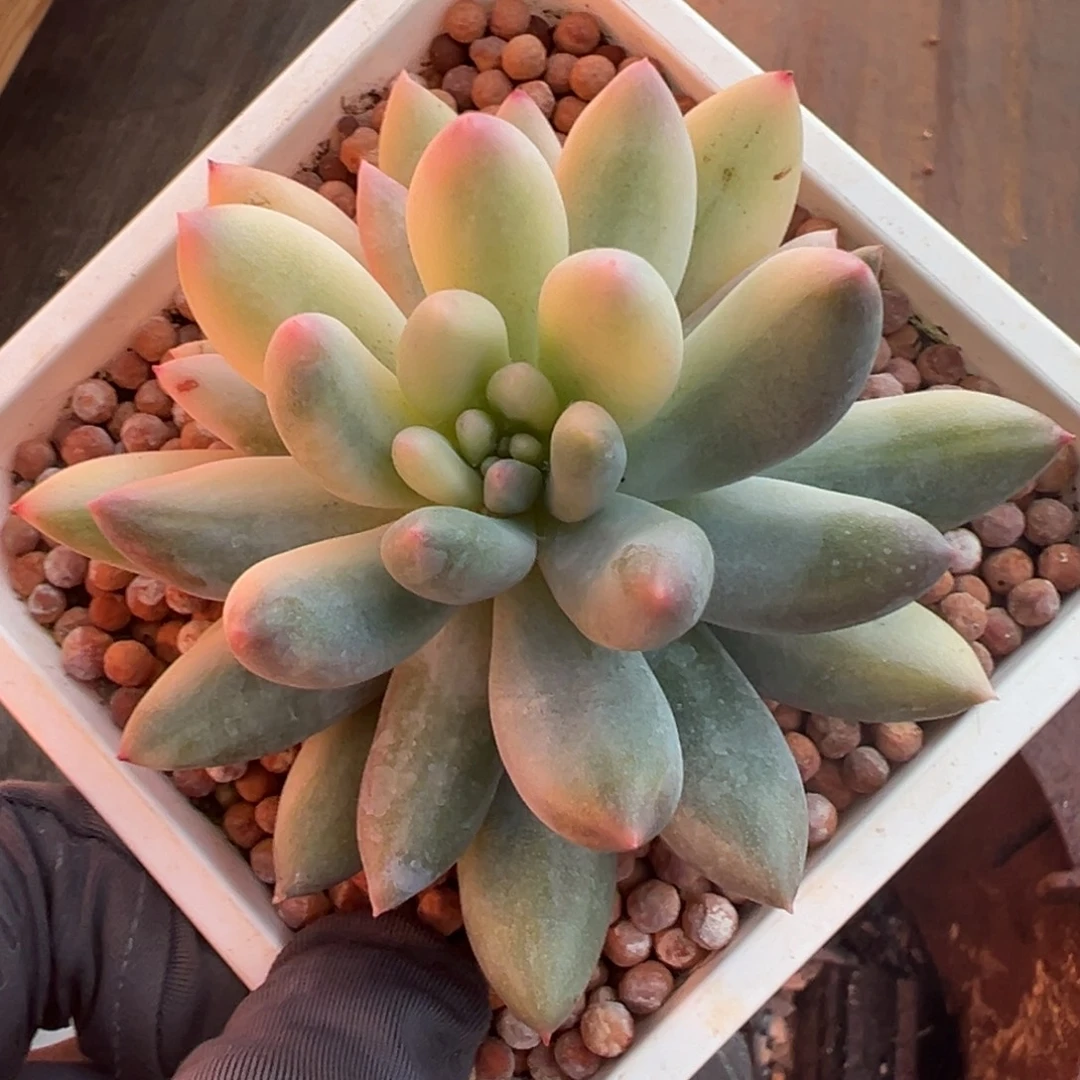 所罗门锦，白锦半宽覆轮锦