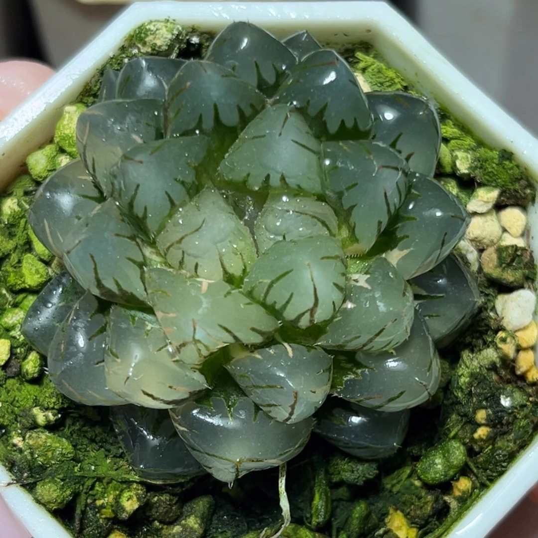 恭喜发财大吉大利648