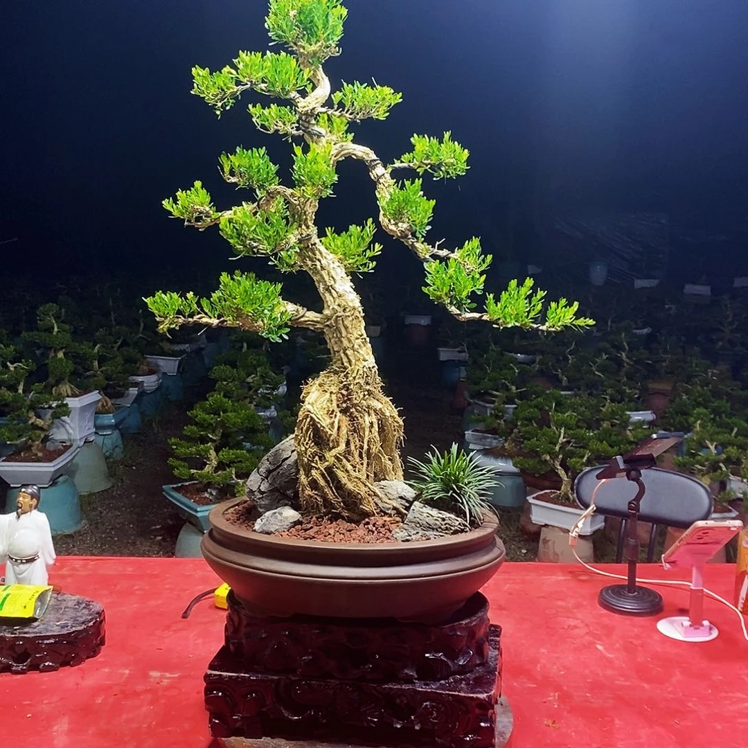 魏***杰当前无花朵，栽培后可花朵