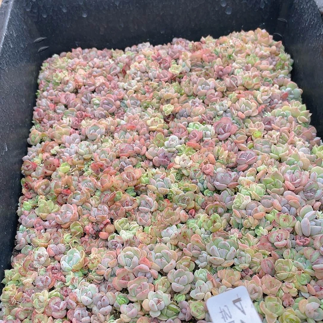 温***C多肉植物多肉植物574