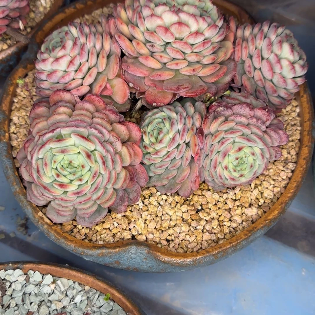 多肉植物多肉植物