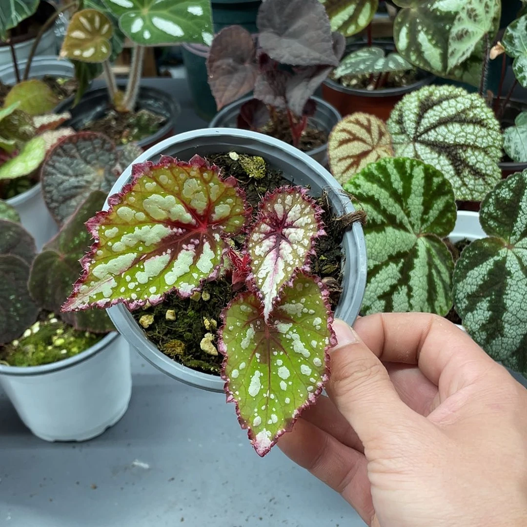 完全开放小可爱杂菜