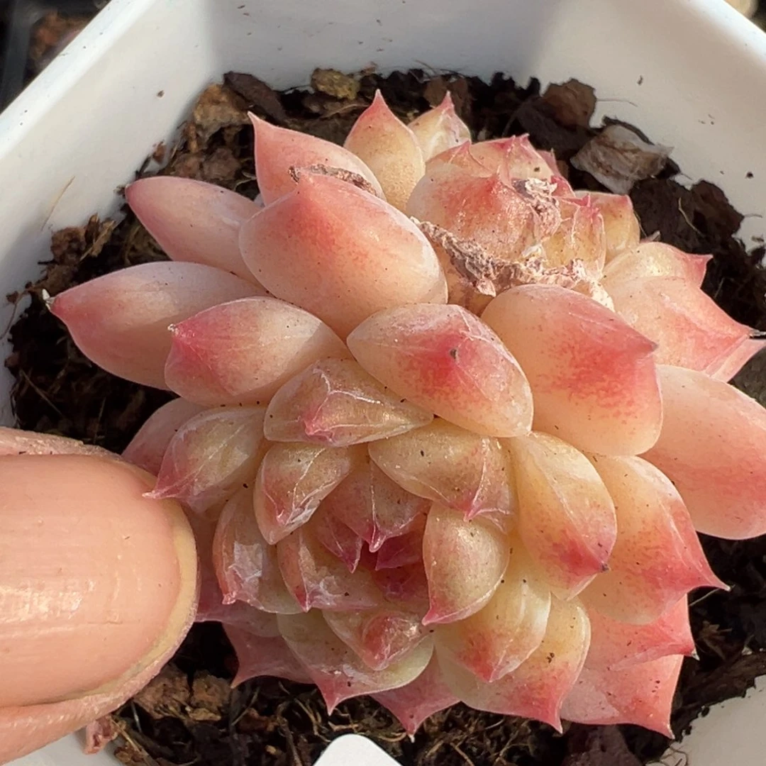 小卡拉米糖心一物一拍29-72