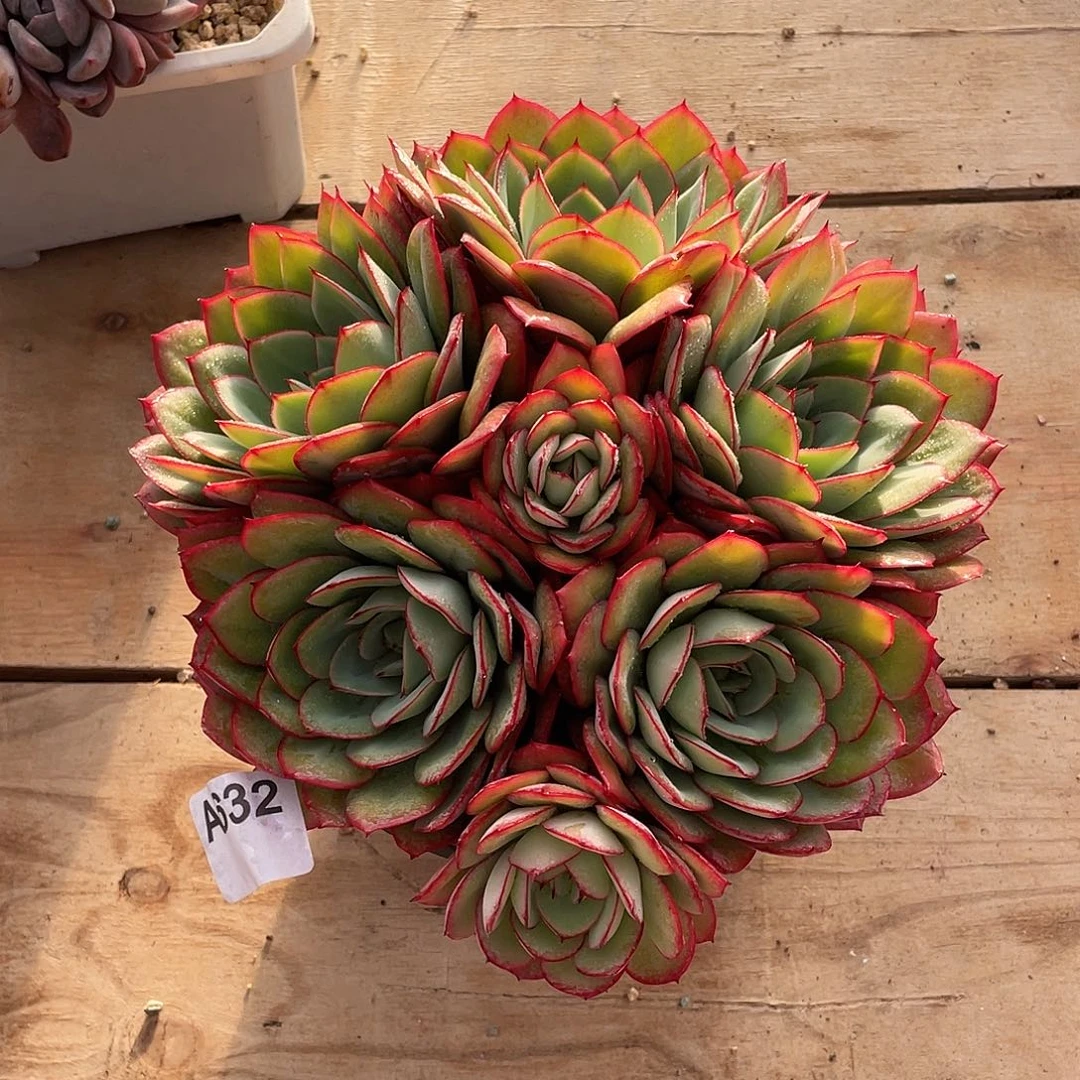 632多肉植物多肉植物