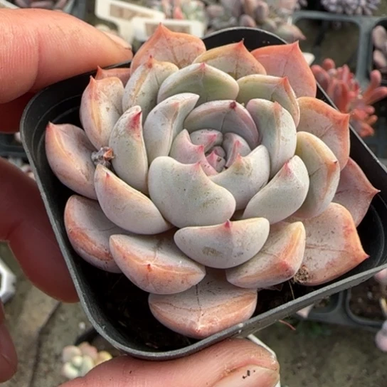 20夜莺多肉植物多