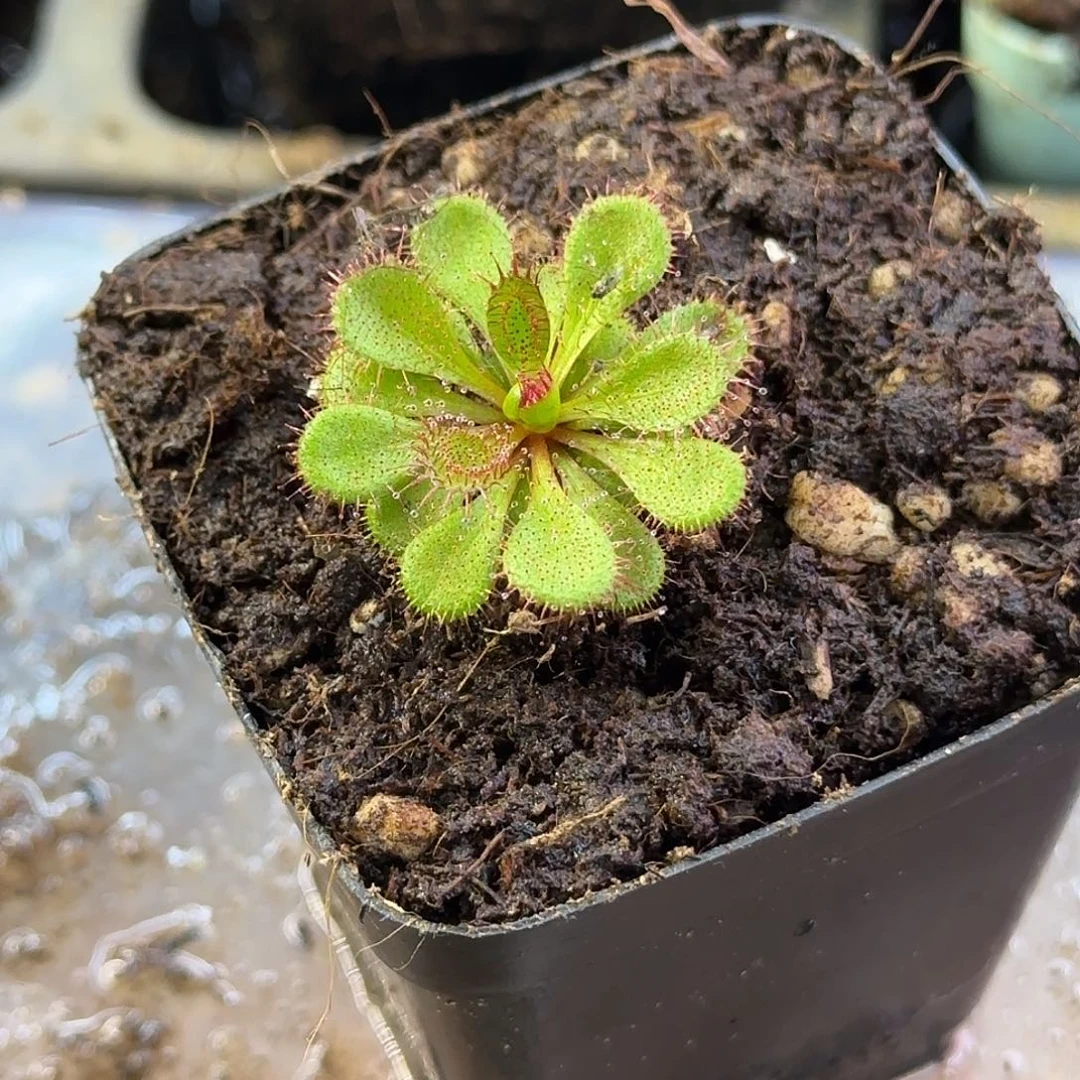 完全开放劳瑞球根茅
