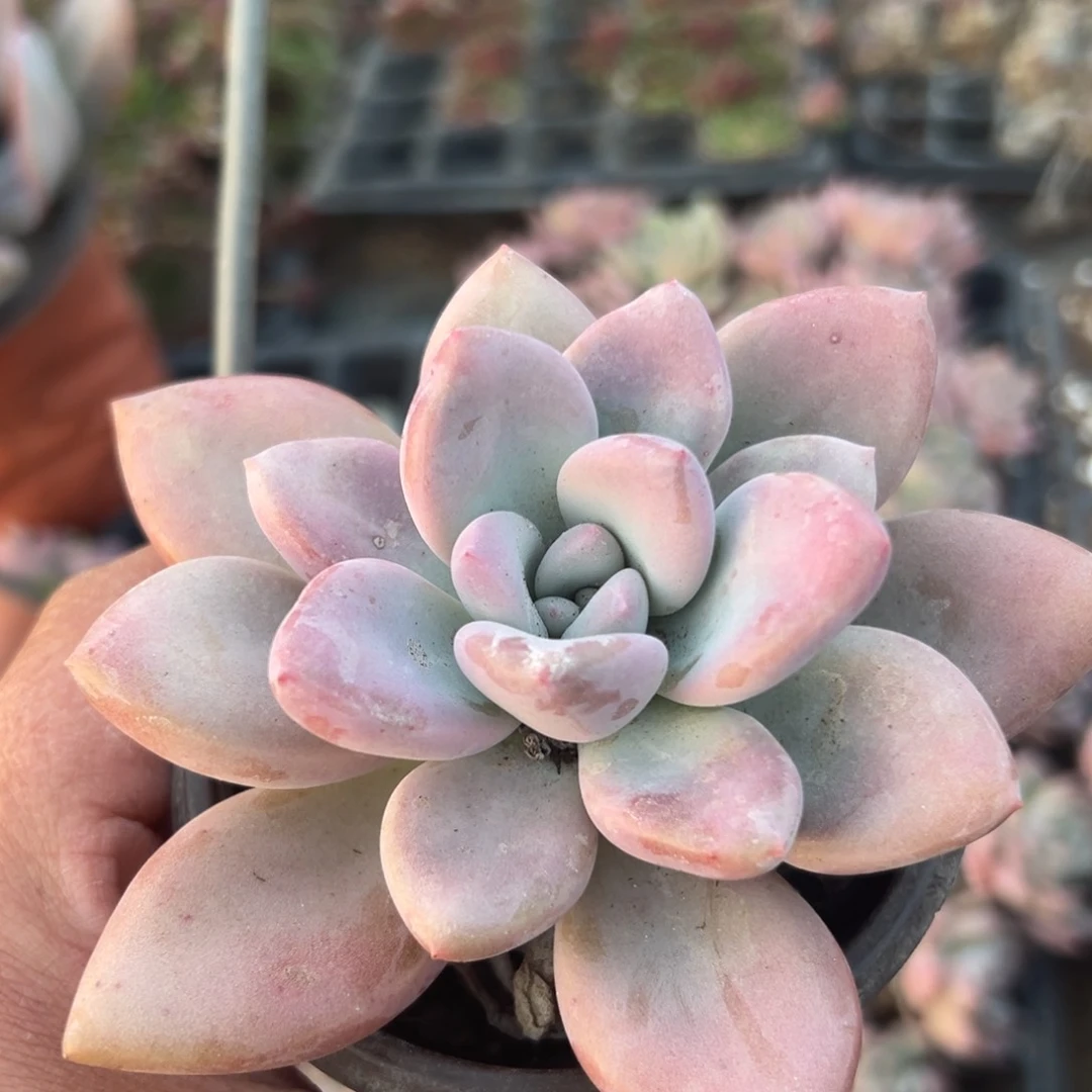 多肉植物多肉植物