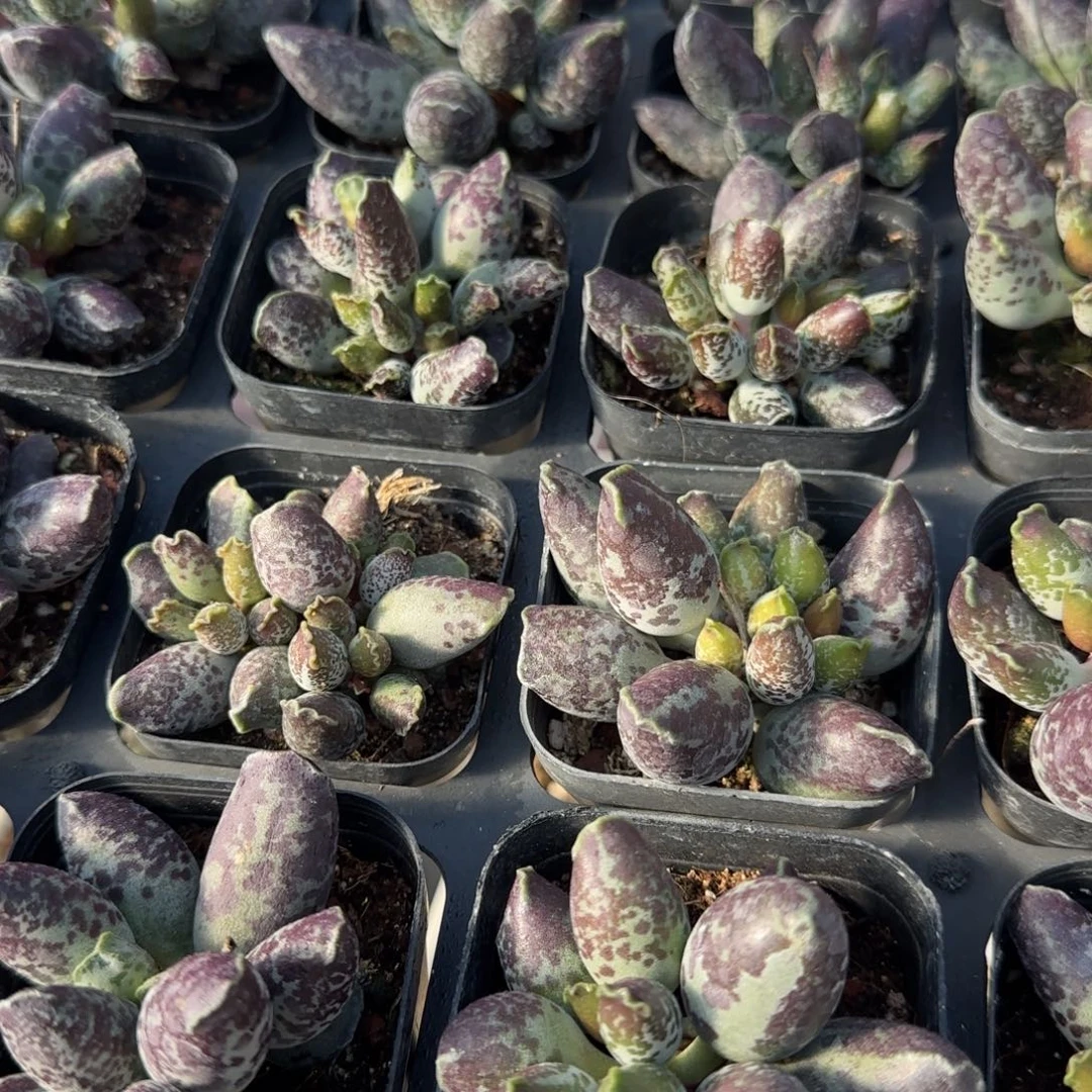 单颗紫海报量拍链接