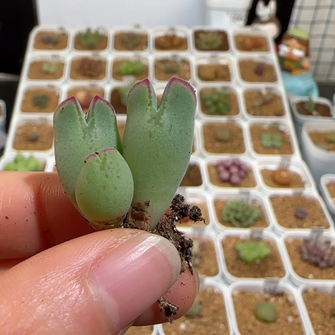 吧****肉锥多肉植物组合-猪蹄有疤10