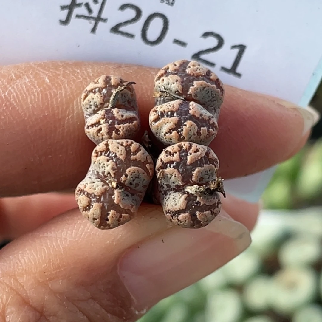 20-21超碟多肉植物