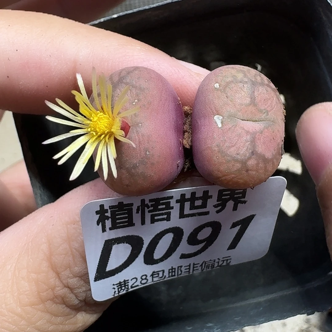 多肉植物的人生fhb