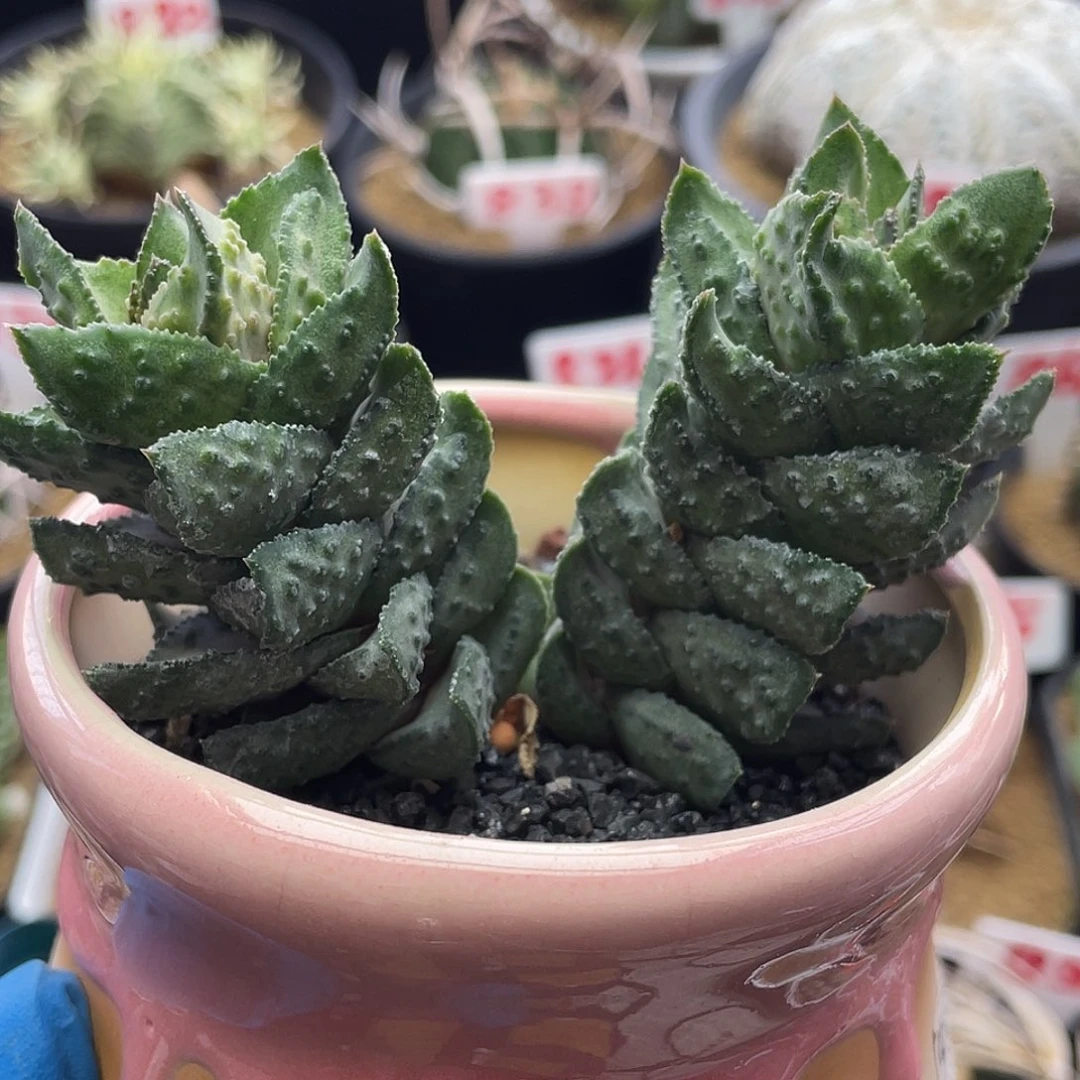 实生双头大尤炎之塔硬叶