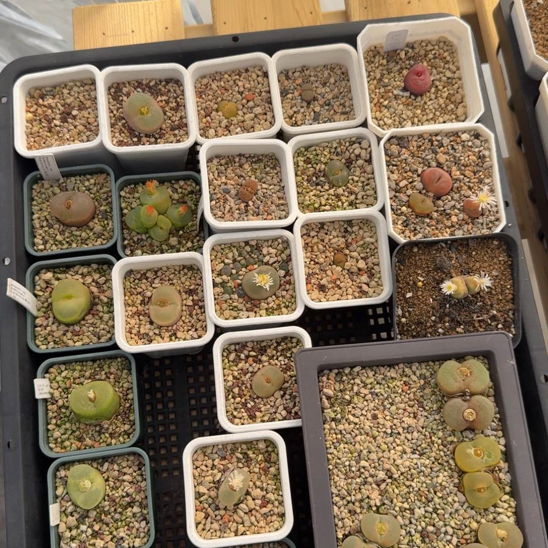 11-25-c21 毛汗尼 整筐脱土发货