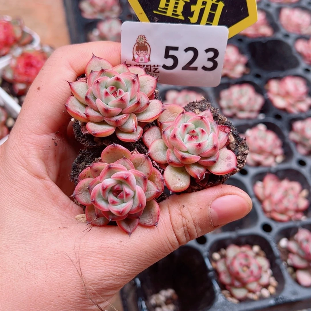 多肉植物多肉植物