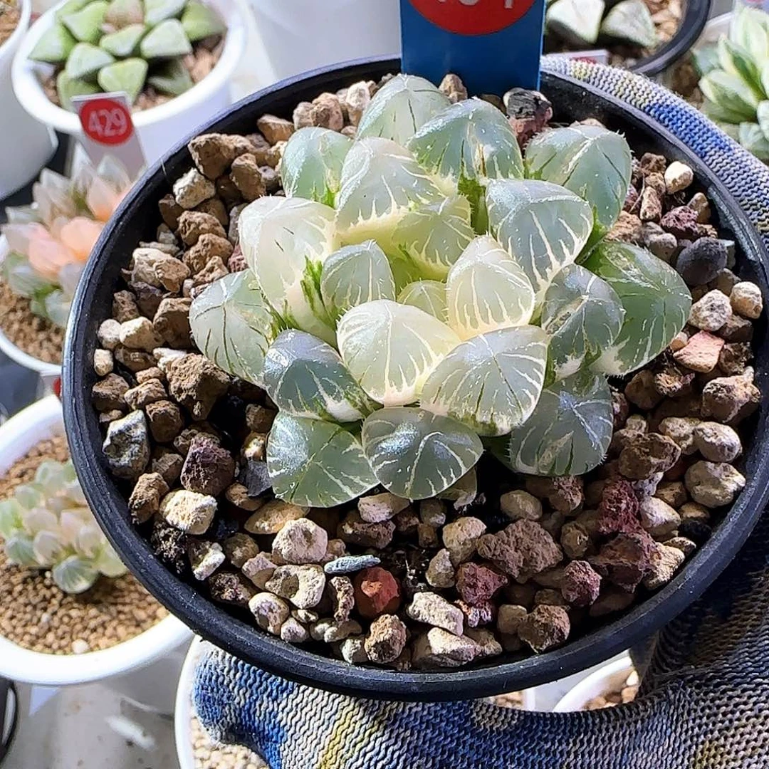 464蓝镜正版 糊斑趋势 6.2 厘米左右一物一拍带盆发货