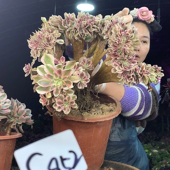 柒柒精品多肉脱土发货不包断侧枝不包售后S952