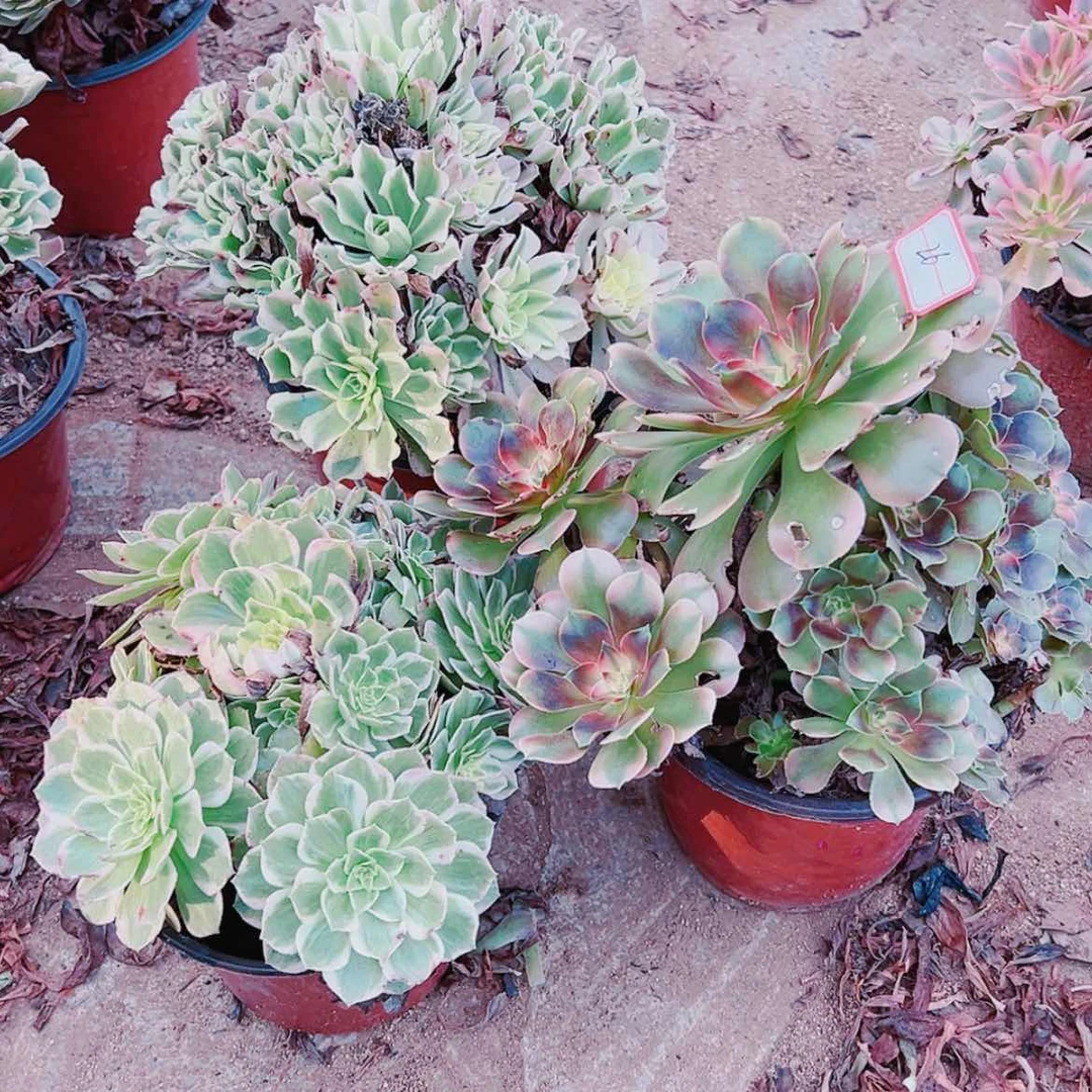 【闪购商品】无花朵夏**凉26号套餐3颗多肉植物无售后