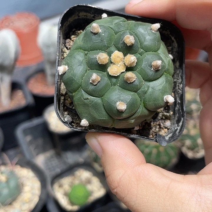 实生龟甲兜仙人球一颗