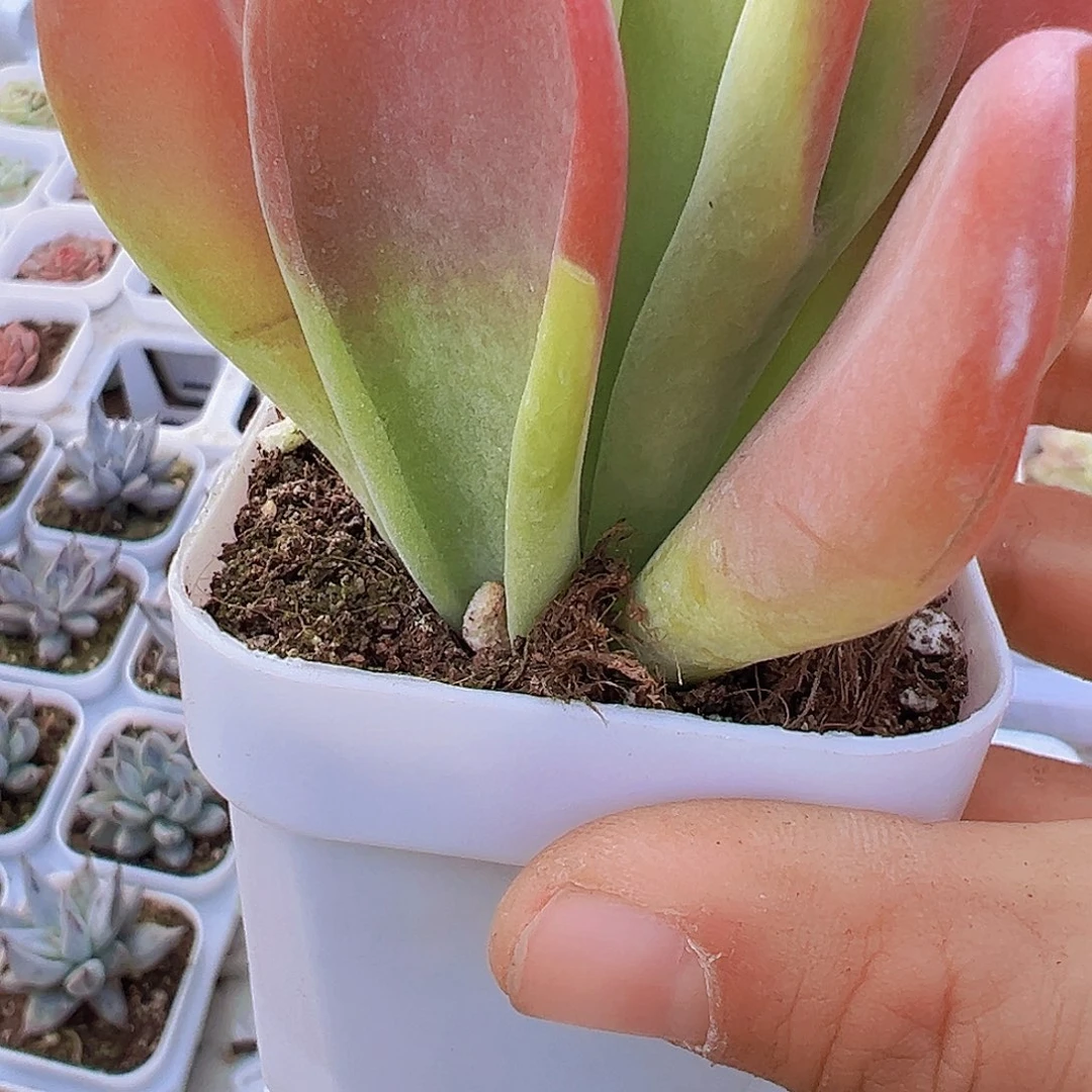 火狐狸19包邮多肉植物