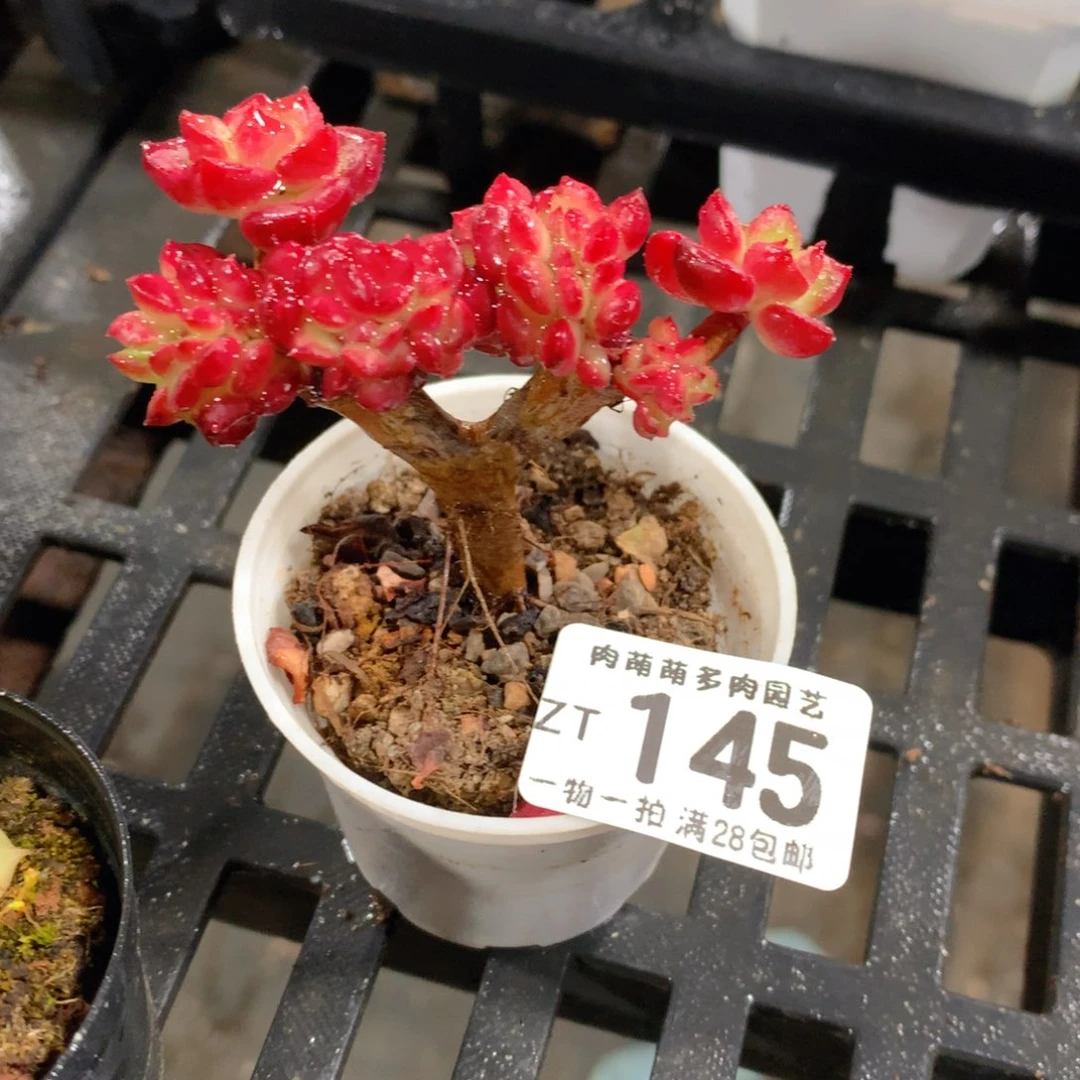 肉萌萌拇指盆精控多肉ZT145