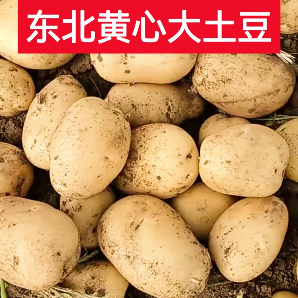 东北黑龙江尤金885土豆又面又起沙好吃不回生