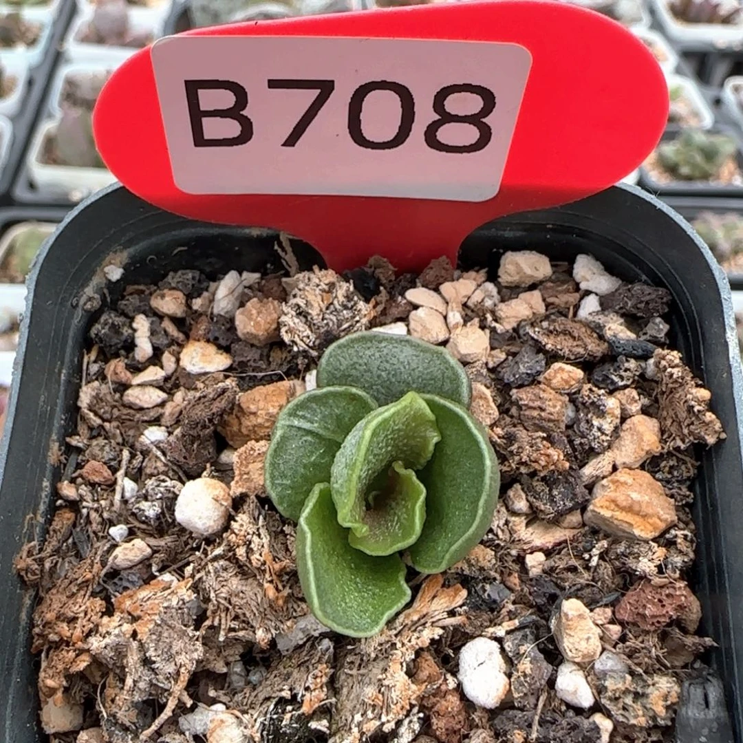 小***子青瓷。   708。