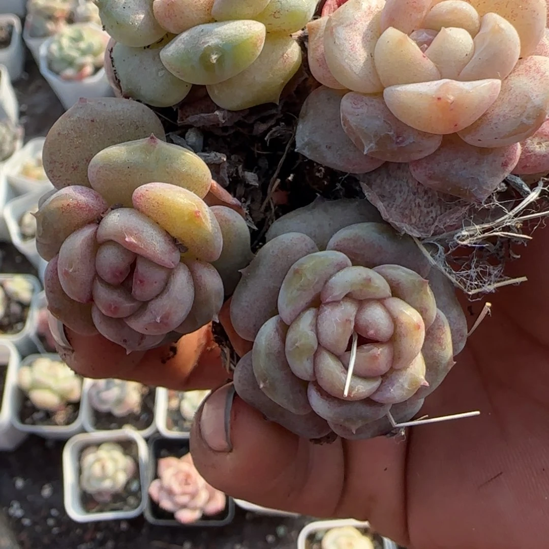 多肉小卡拉米糖心一物一拍。