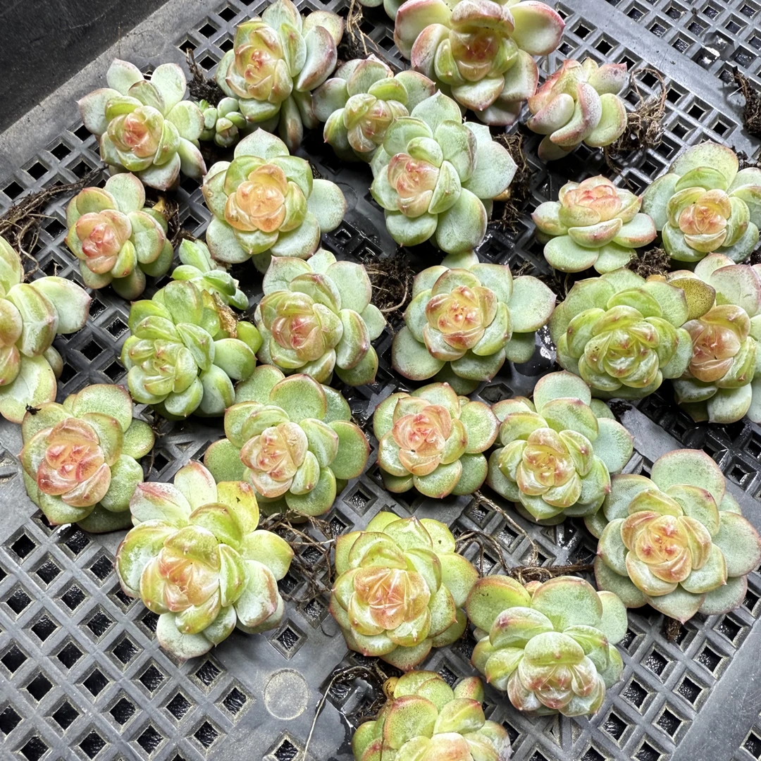 甜心 冠服2-3厘米左右