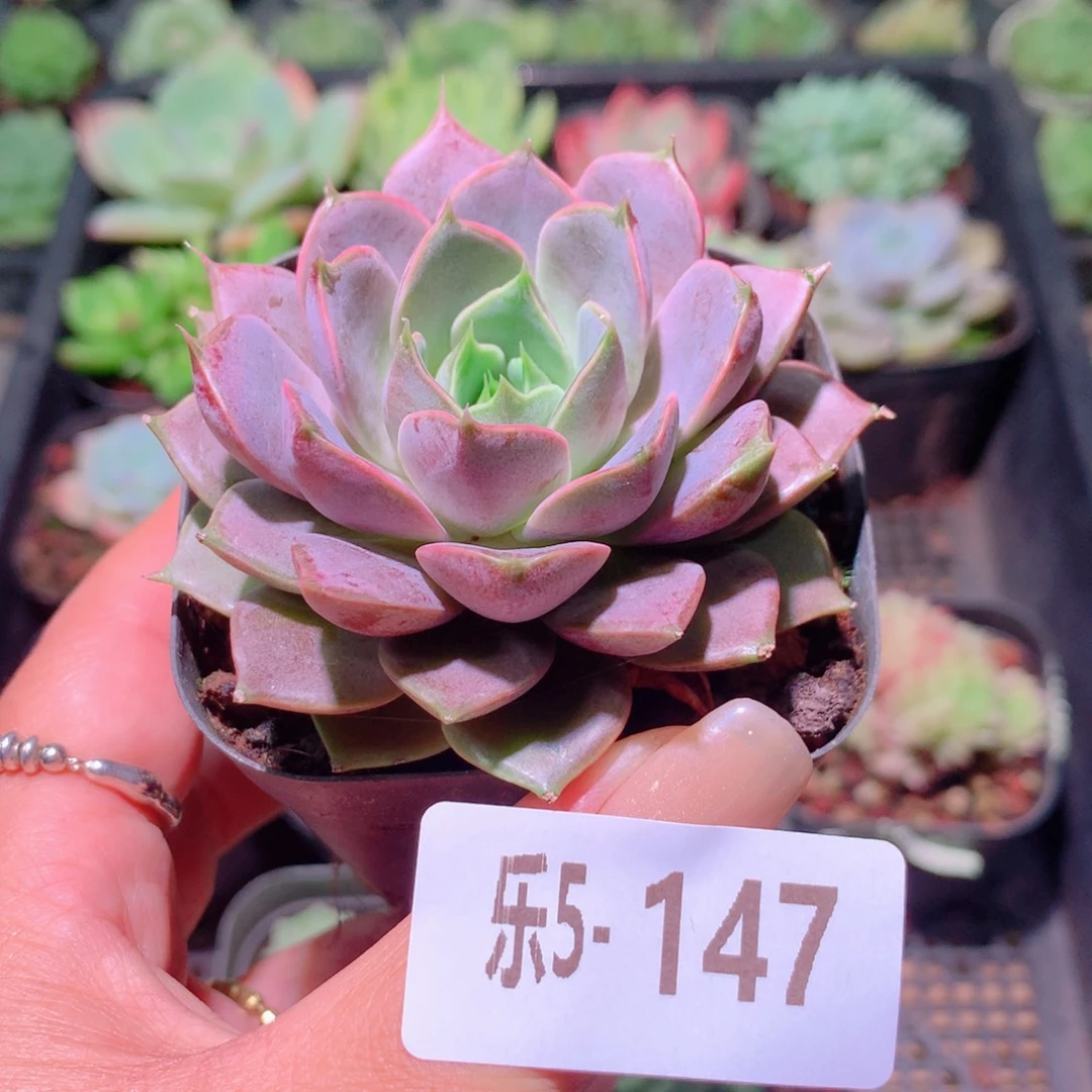 乐然5-147 玫瑰夫人