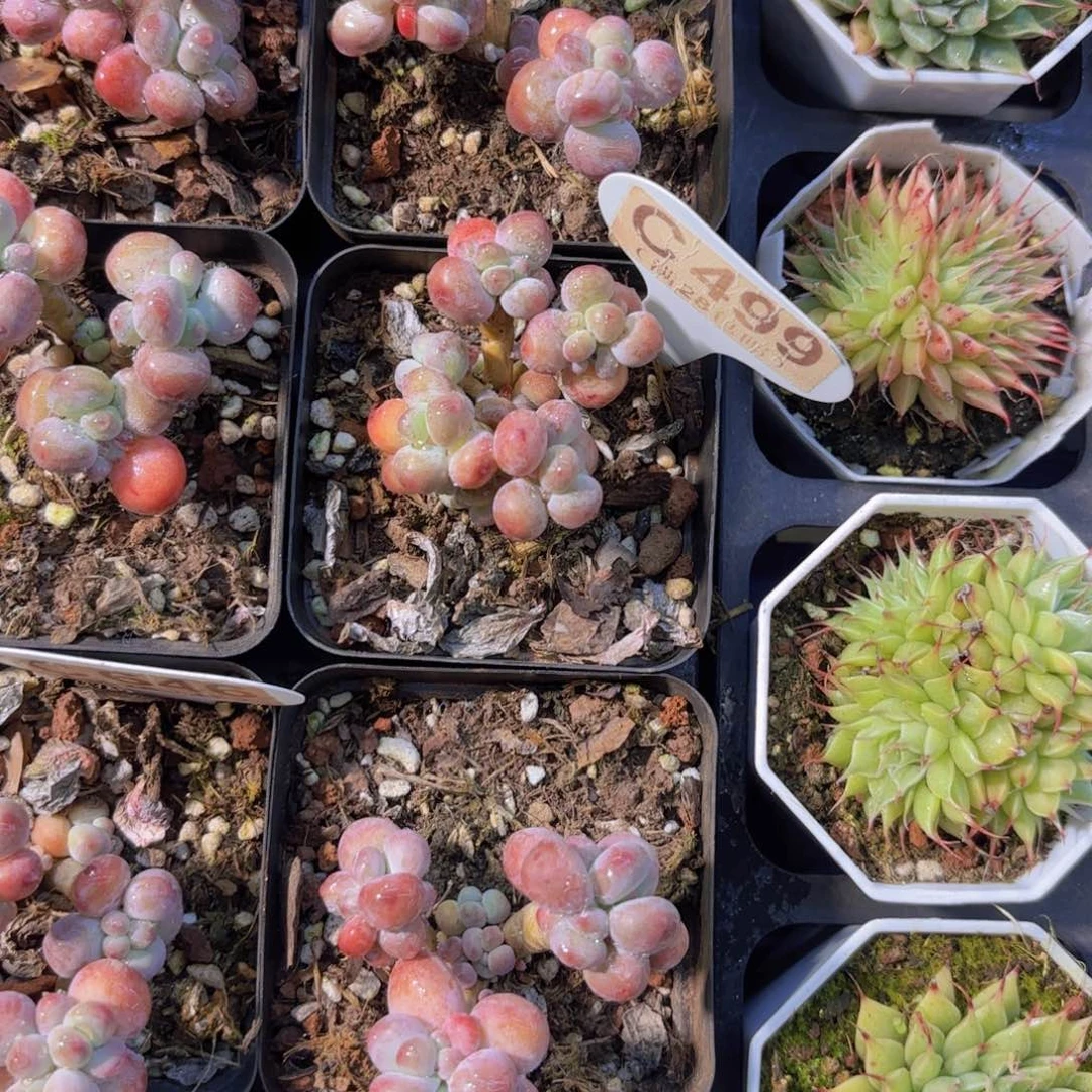 C499苹果奶一物一拍