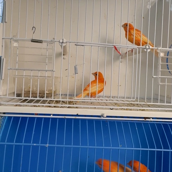 一***！文鸟辣椒一对，京东发