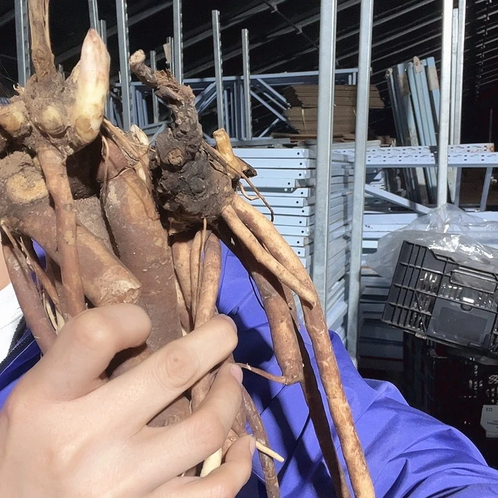 当前无花栽培后可以开花混苗4棵
