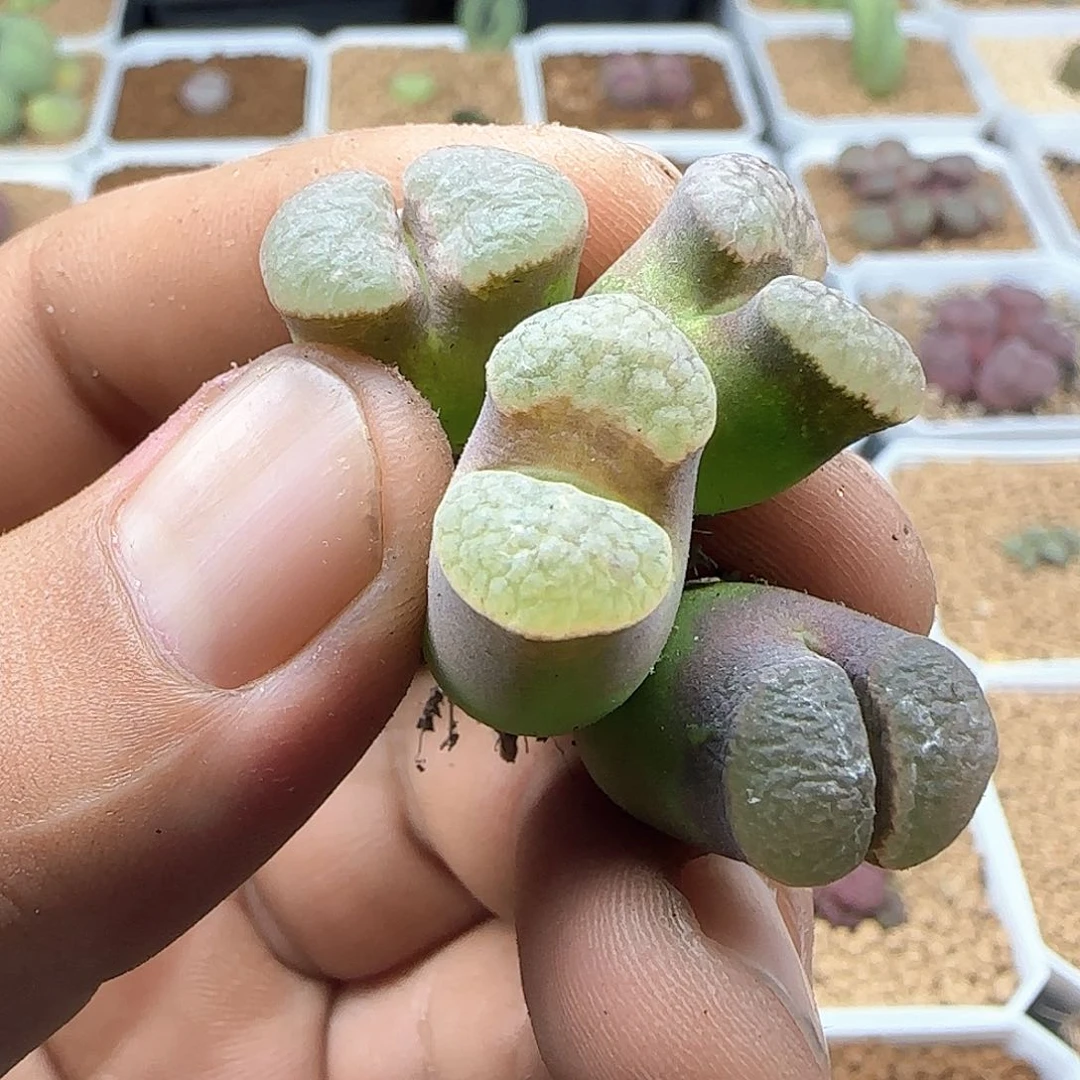 清***菜哈哈哈哈哈哈哈44606