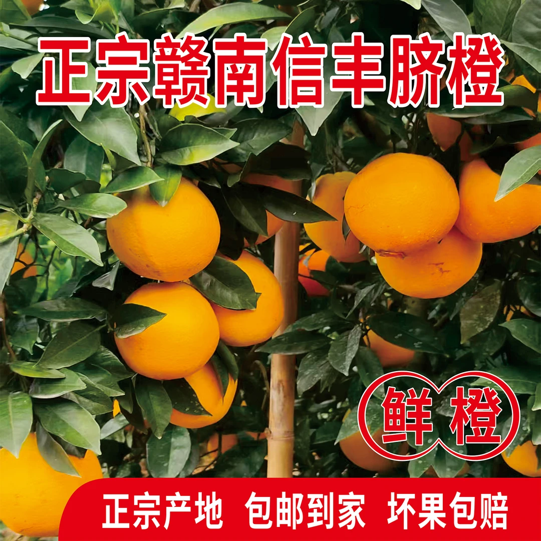 正宗赣南脐橙 老幼 孕妈妈 应季新鲜水果