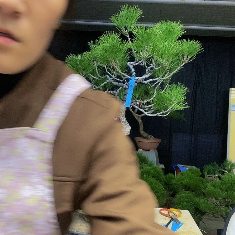 【闪购商品】无花朵盆**鱼