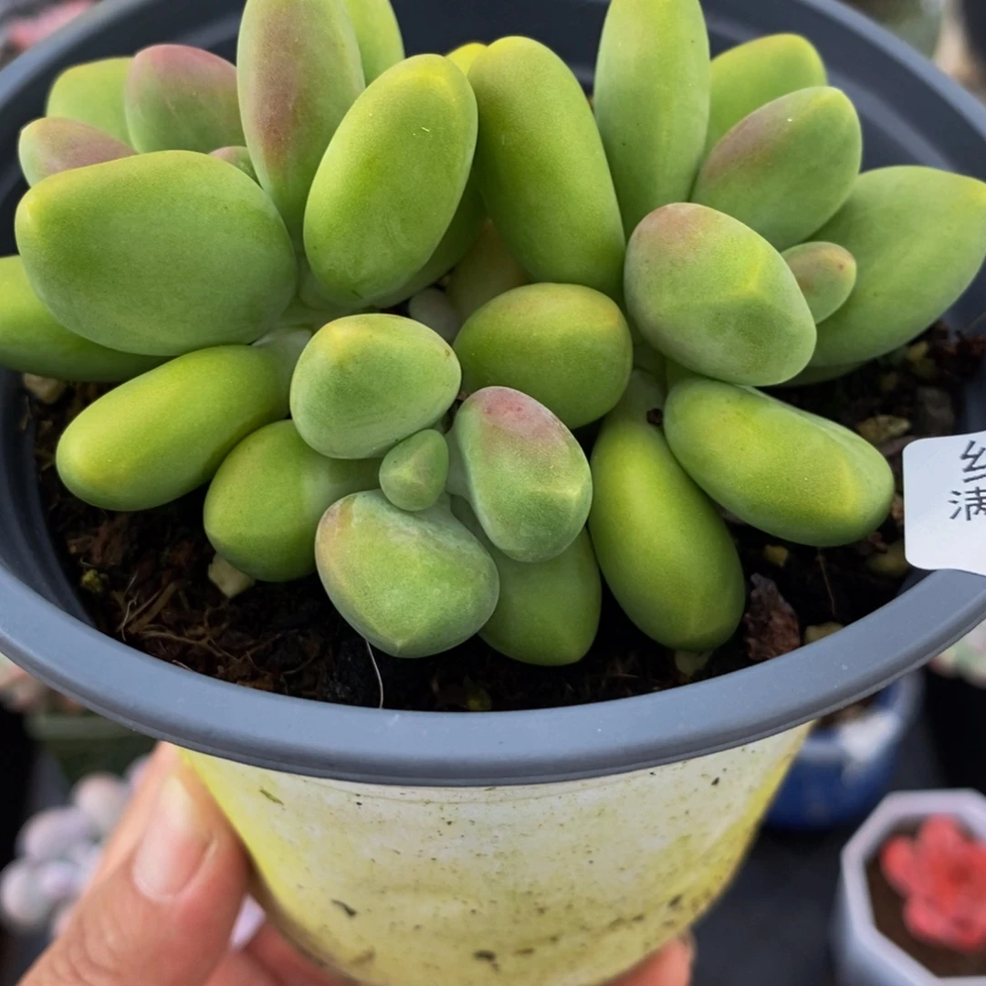 3238芒果奶8cm多肉