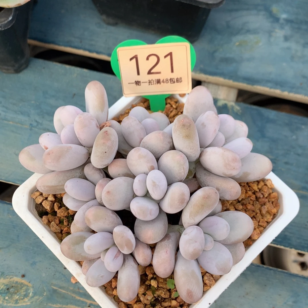 原始奶酪无砍平头121