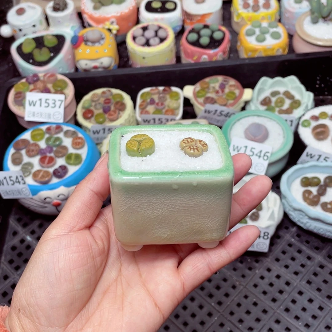 w1550 -零下地区拍保温箱-15支持寄养