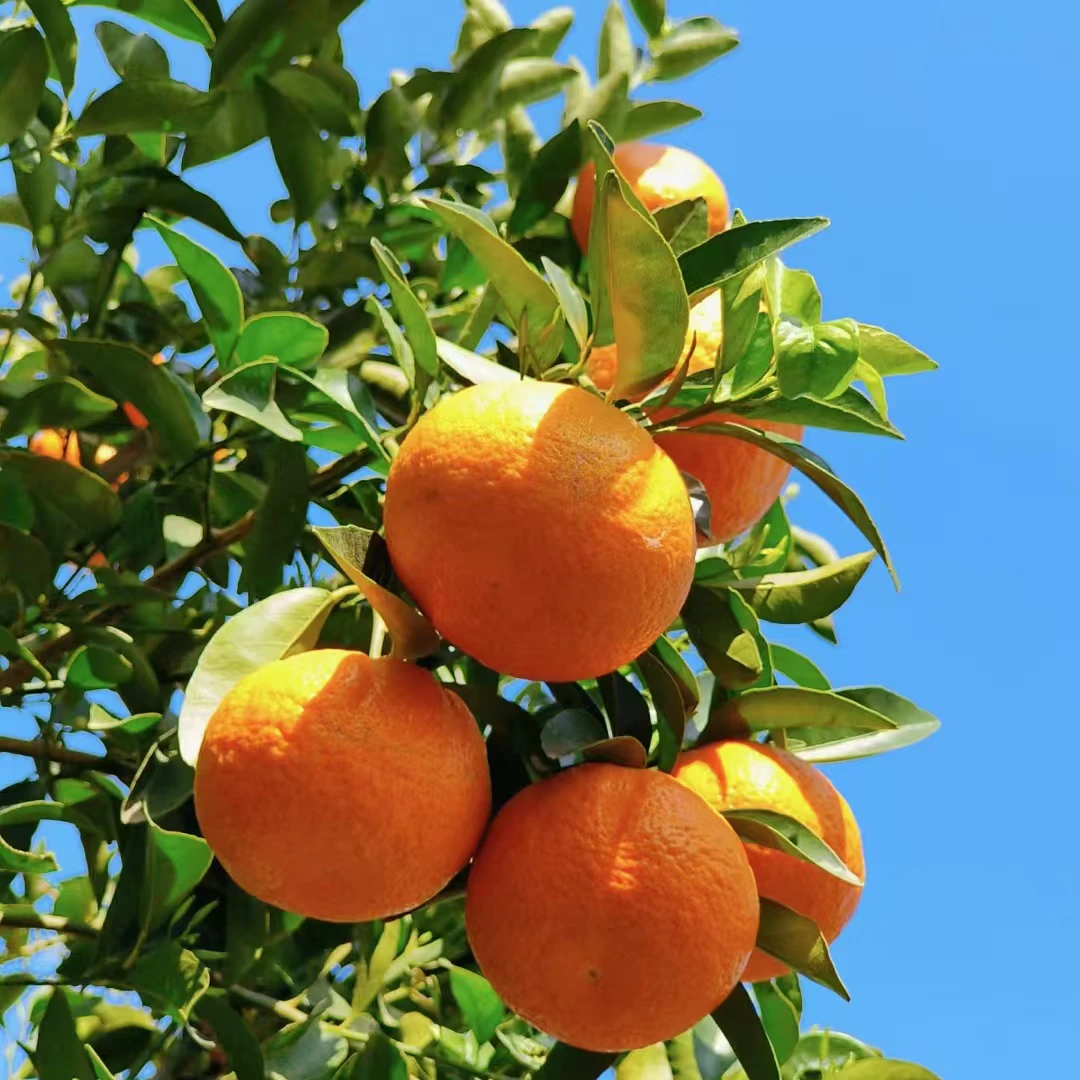 【正宗广西沃柑】当季新鲜水果鲜甜多汁橘子